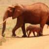 How to Plan the Perfect Kenya Wildlife Safari