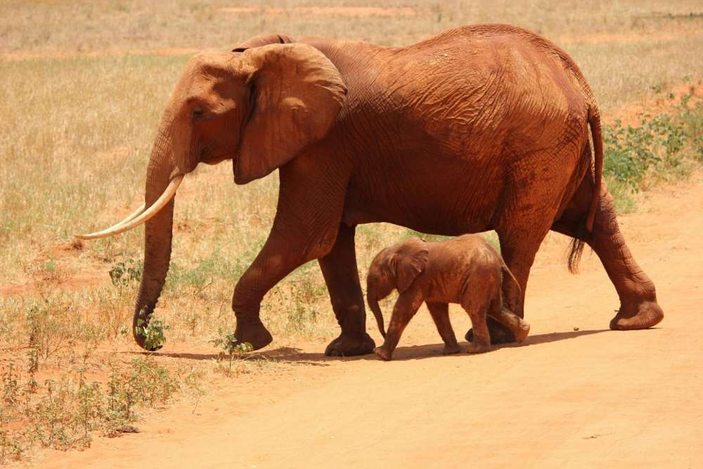 How to Plan the Perfect Kenya Wildlife Safari