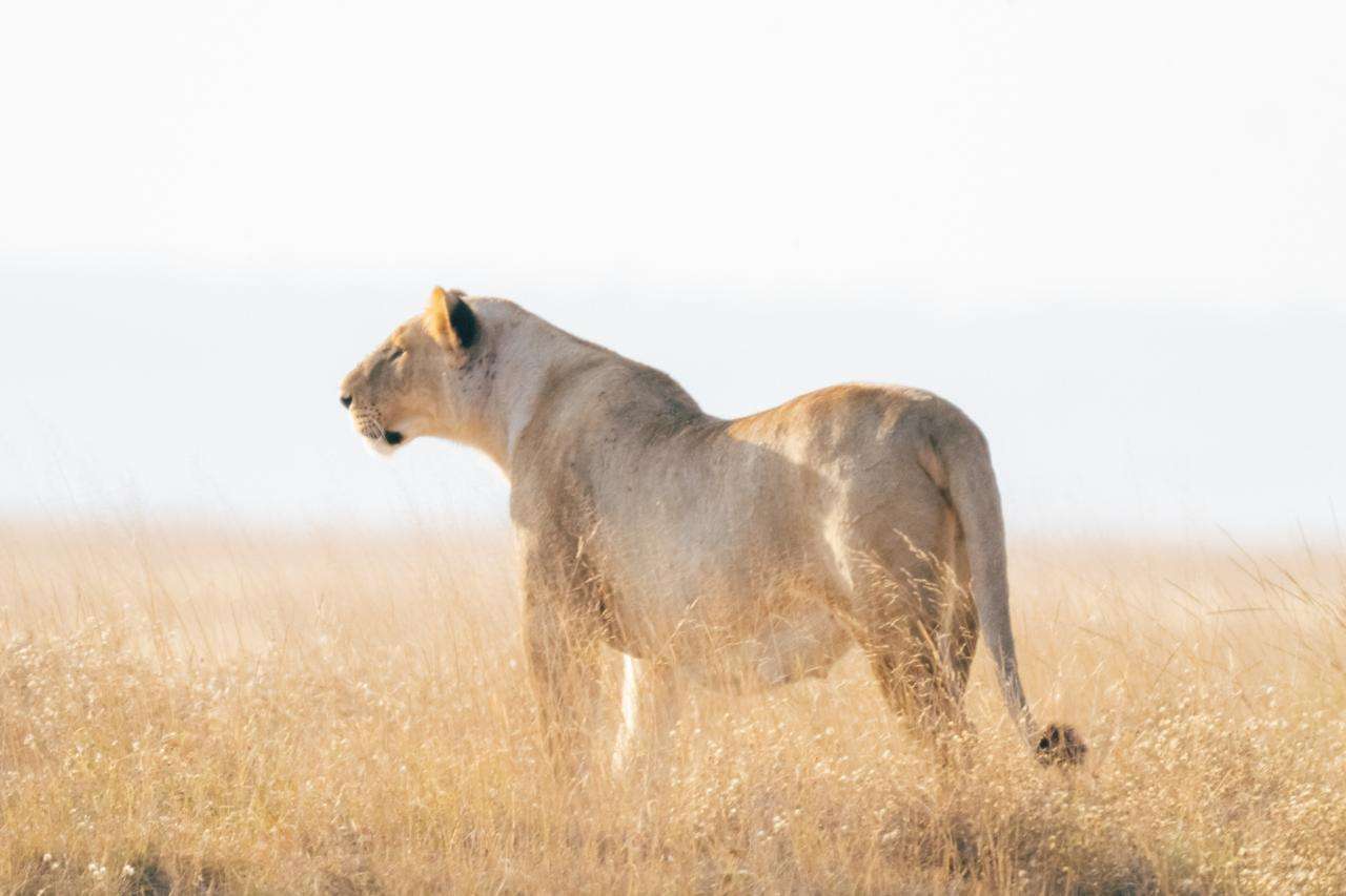 Amboseli Safari Packages: Kilimanjaro Views and Elephant Herds